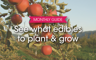 Edibles to Plant and Grow